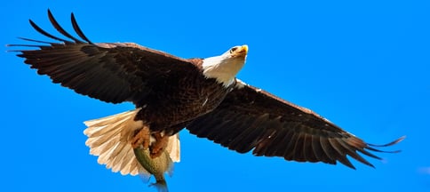 sales eagle Redsnap
